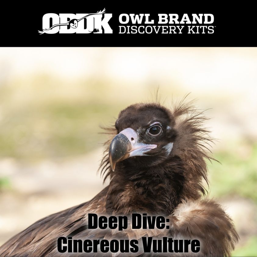 Deep Dive: Cinereous Vulture