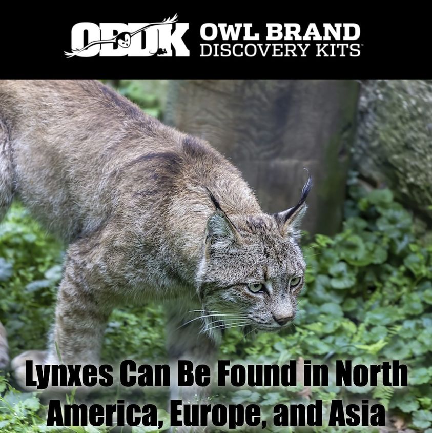 Lynxes Are Found In North America, Europe, and Asia