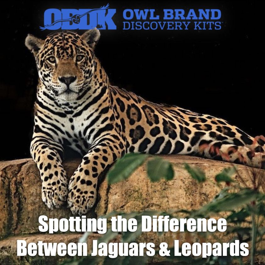 Spotting The Difference Between Jaguars And Leopards