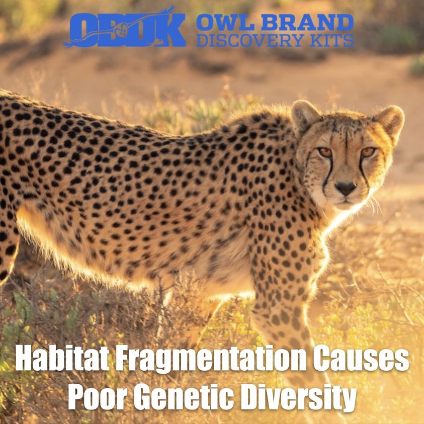 Habitat Fragmentation Causes Poor Genetic Diversity