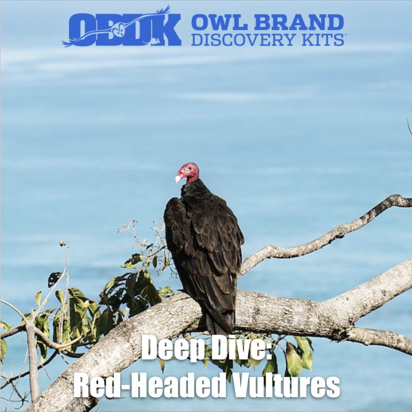 Deep Dive: Red-headed Vultures