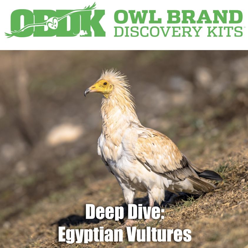 Deep Dive: Egyptian Vulture