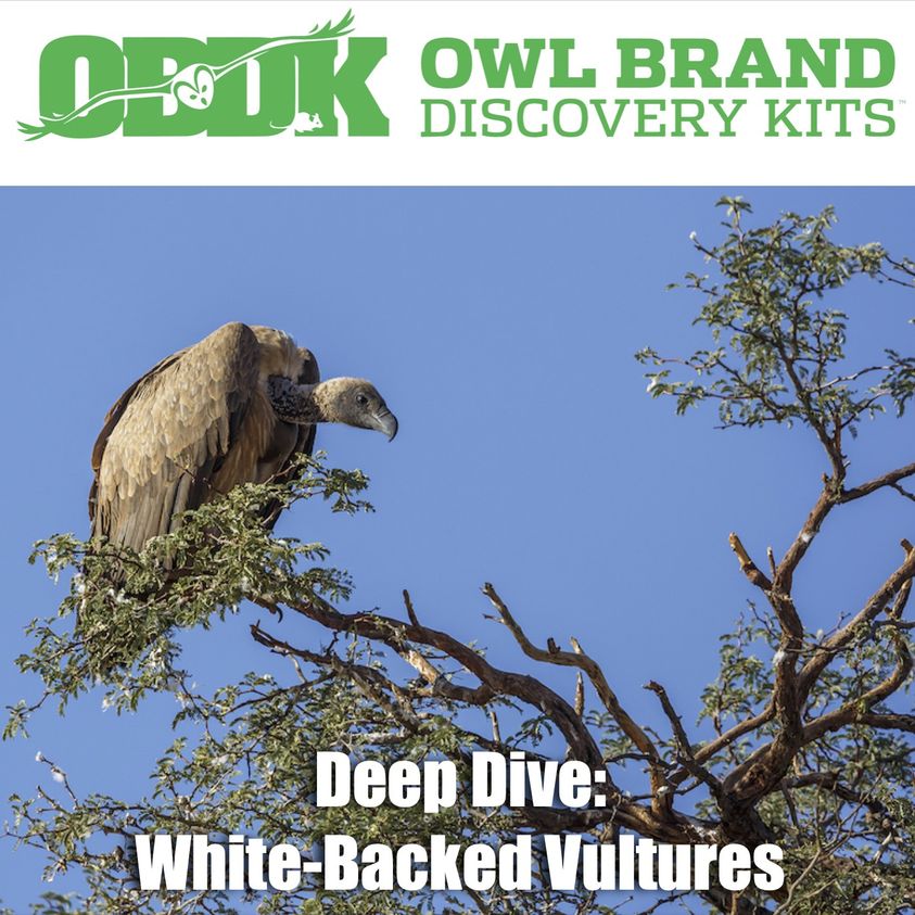 Deep Dive: White-Backed Vultures