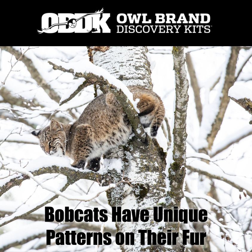 Bobcats Have Unique Patterns On Their Fur