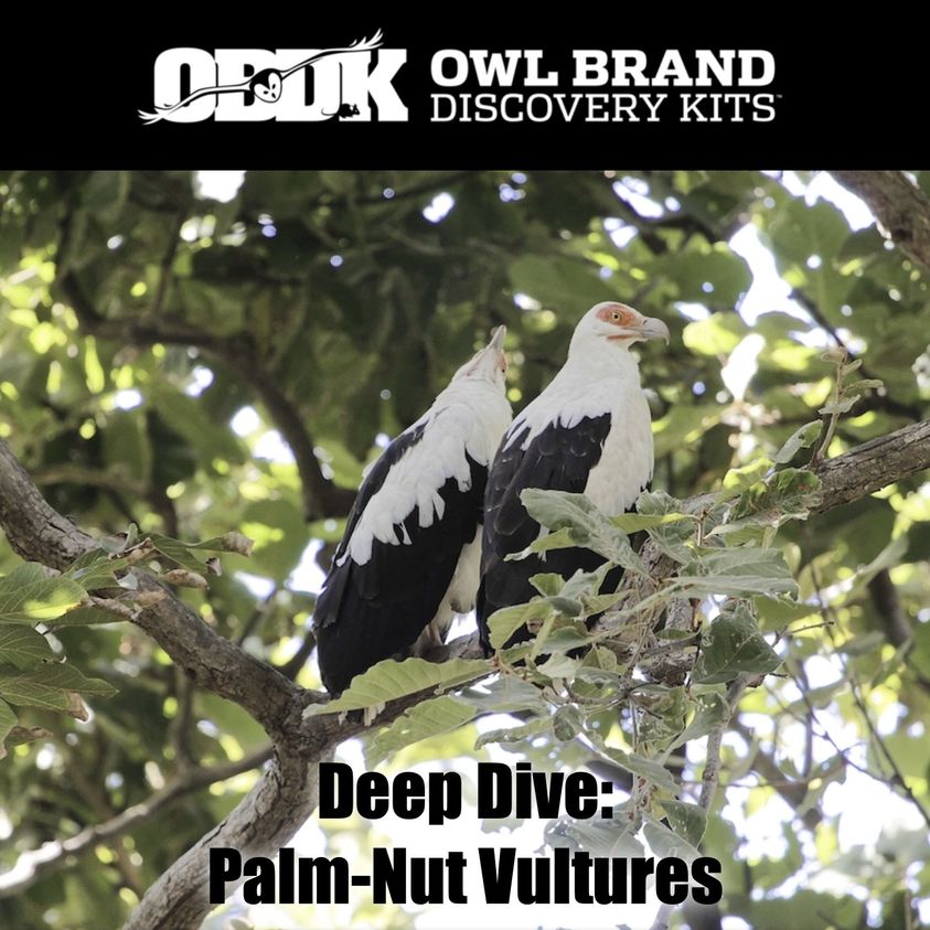 Deep Dive: Palm-nut Vultures