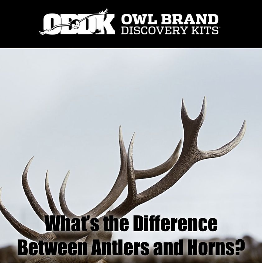 What's the Difference Between Horns and Antlers?