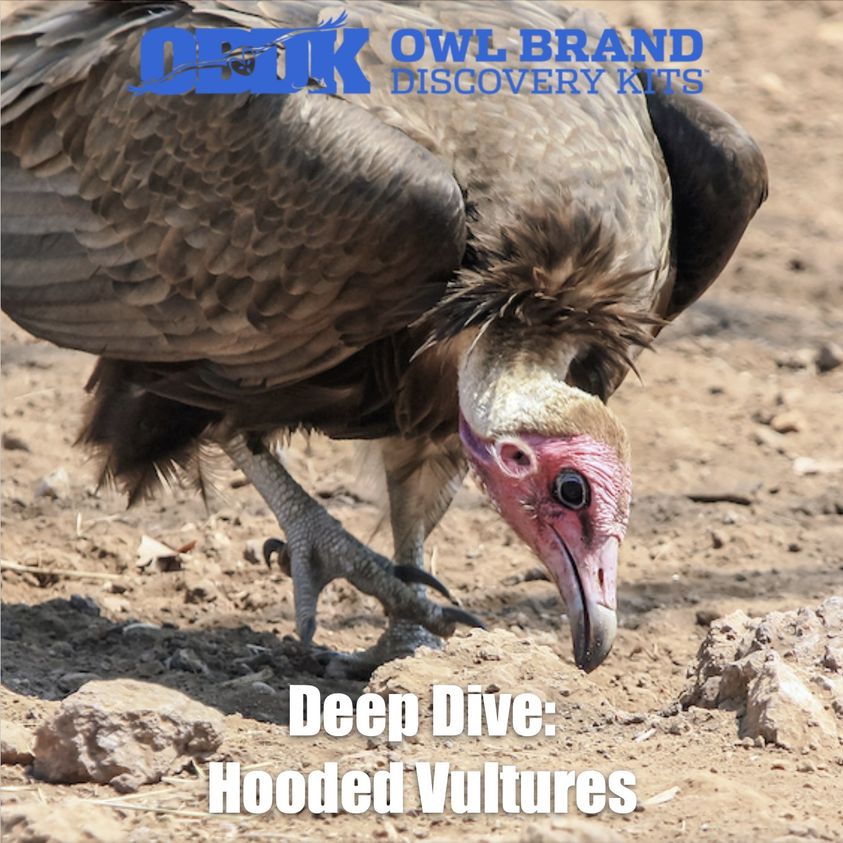 Deep Dive: Hooded Vultures