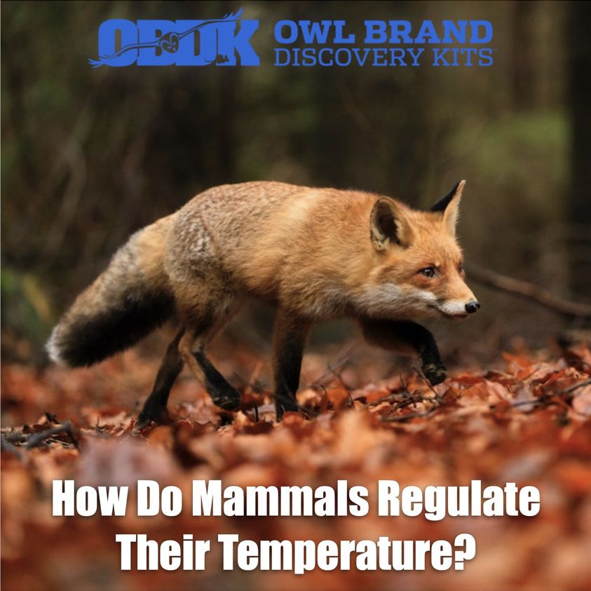 How Do Mammals Regulate Their Temperature?