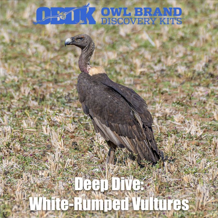 Deep Dive: White-Rumped Vultures