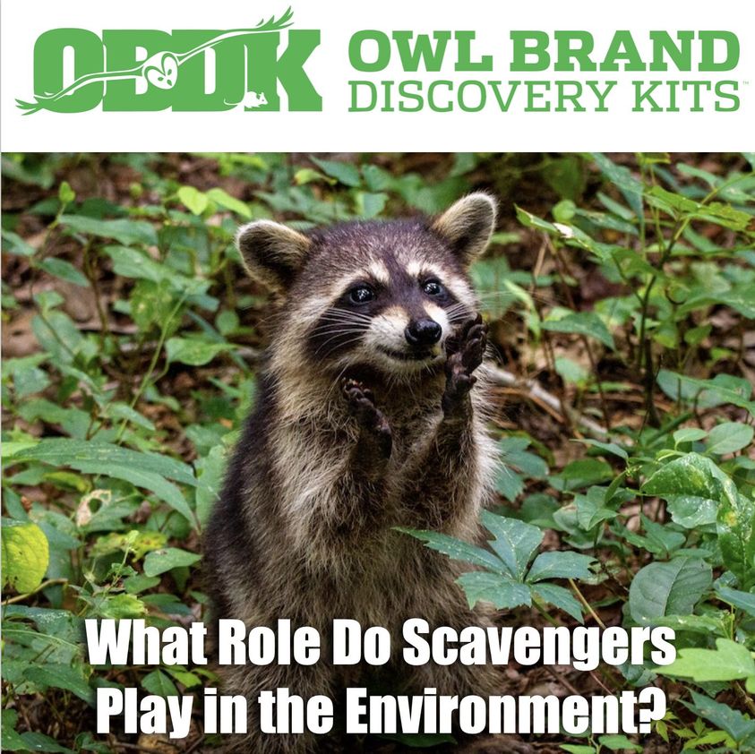 What Role Do Scavengers Play In The Environment?