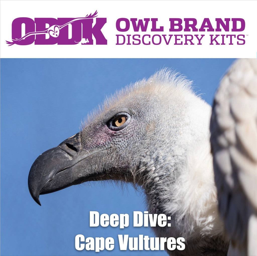 Deep Dive: Cape Vultures