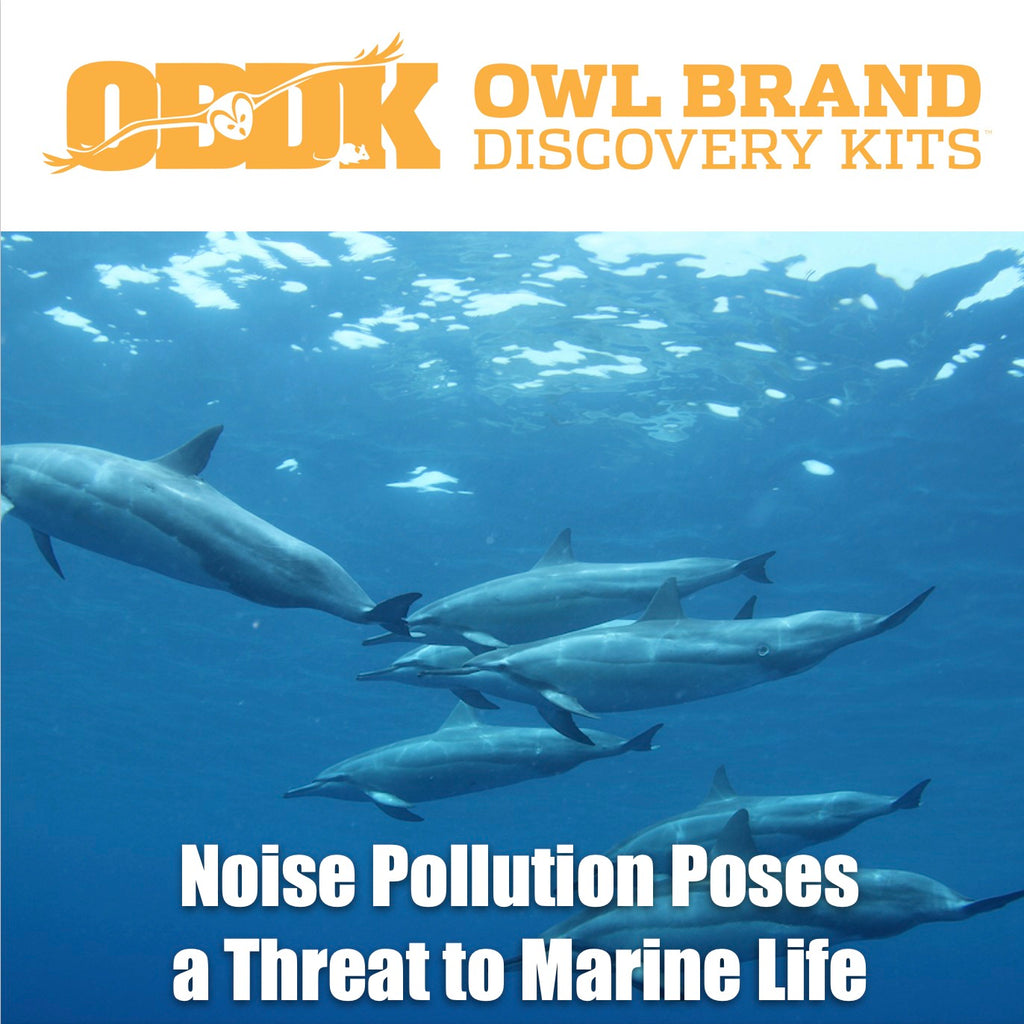 Noise Pollution Poses A Threat to Marine Life