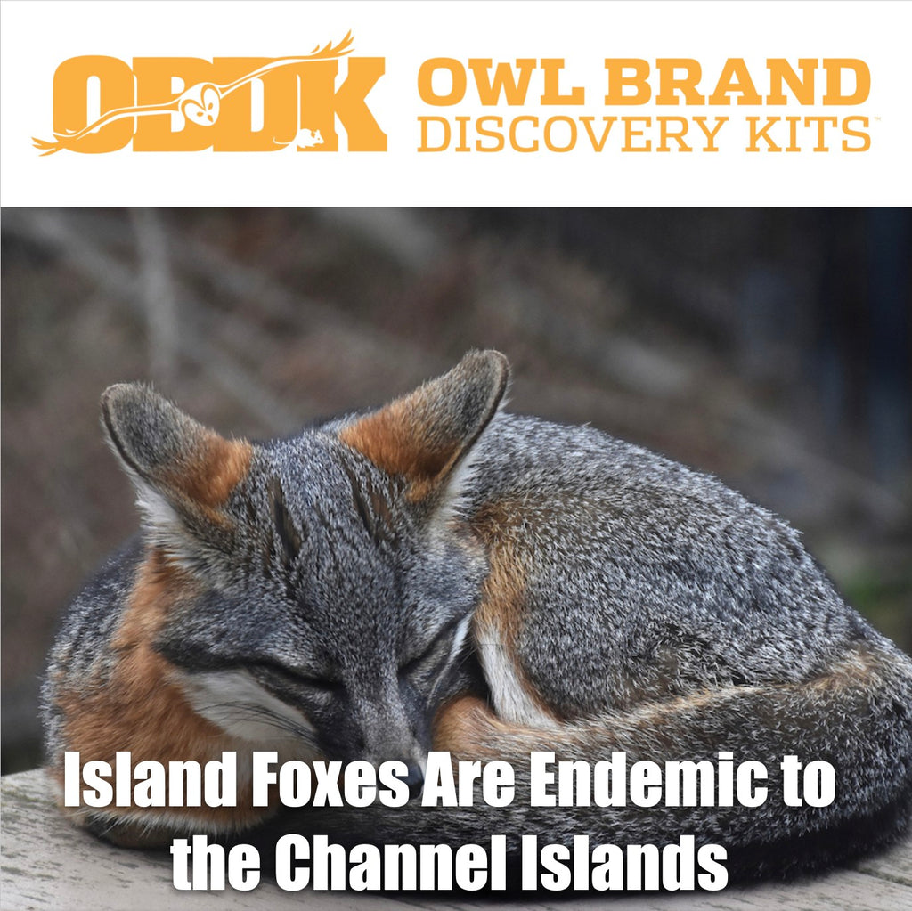 The Island Fox is Endemic to the Channel Islands