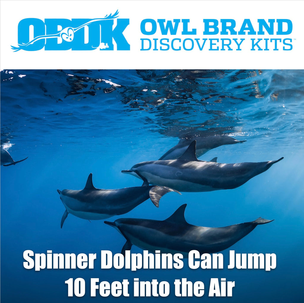Spinner Dolphins Can Jump 10 Feet in the Air!