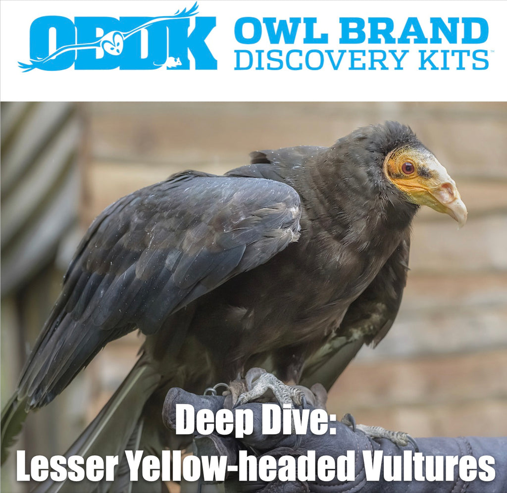 Deep Dive: Lesser Yellow-headed Vulture