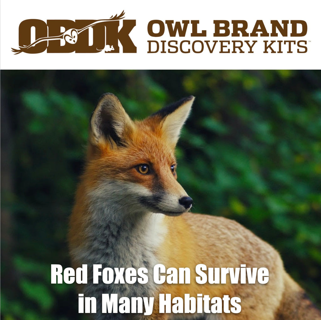 Red Foxes Can Survive in Many Habitats