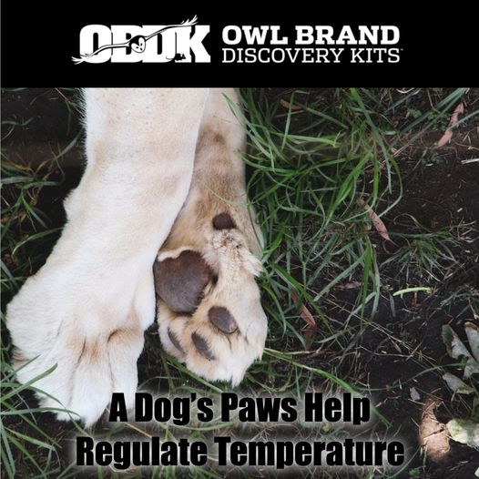 A Dog's Paws Help Regulate Temperature