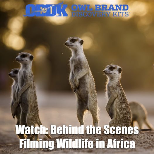 Filming Wildlife in Africa Video