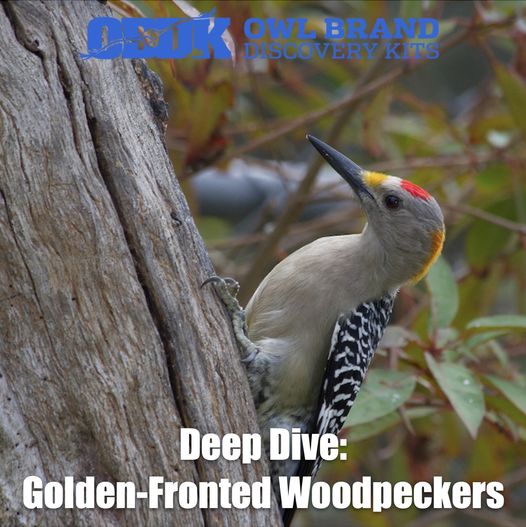 Golden-Fronted Woodpeckers