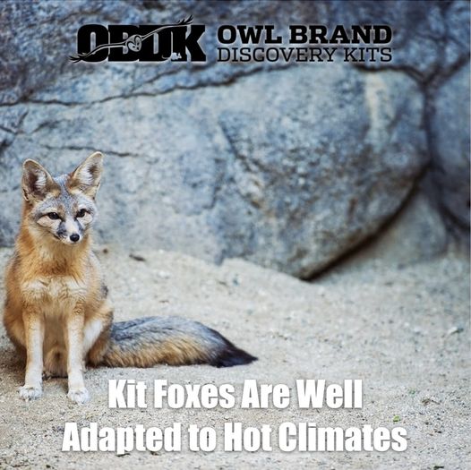 Kit Foxes Are Well Adapted to Hot Climates
