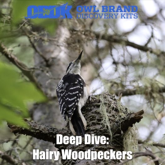 Hairy Woodpeckers