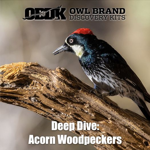 Deep Dive: Acorn Woodpeckers