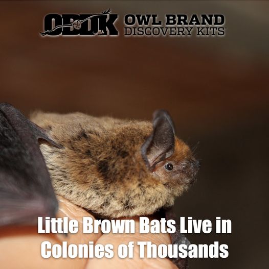 Little Brown Bats Live in Colonies of Thousands