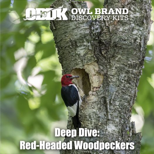 Deep Dive: Red-headed Woodpeckers