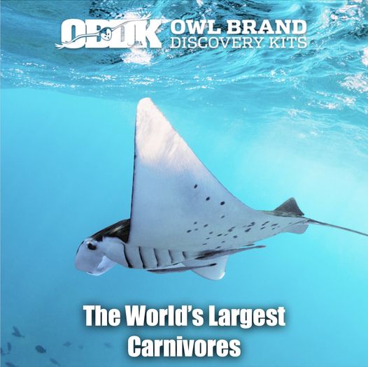The World's Largest Carnivores