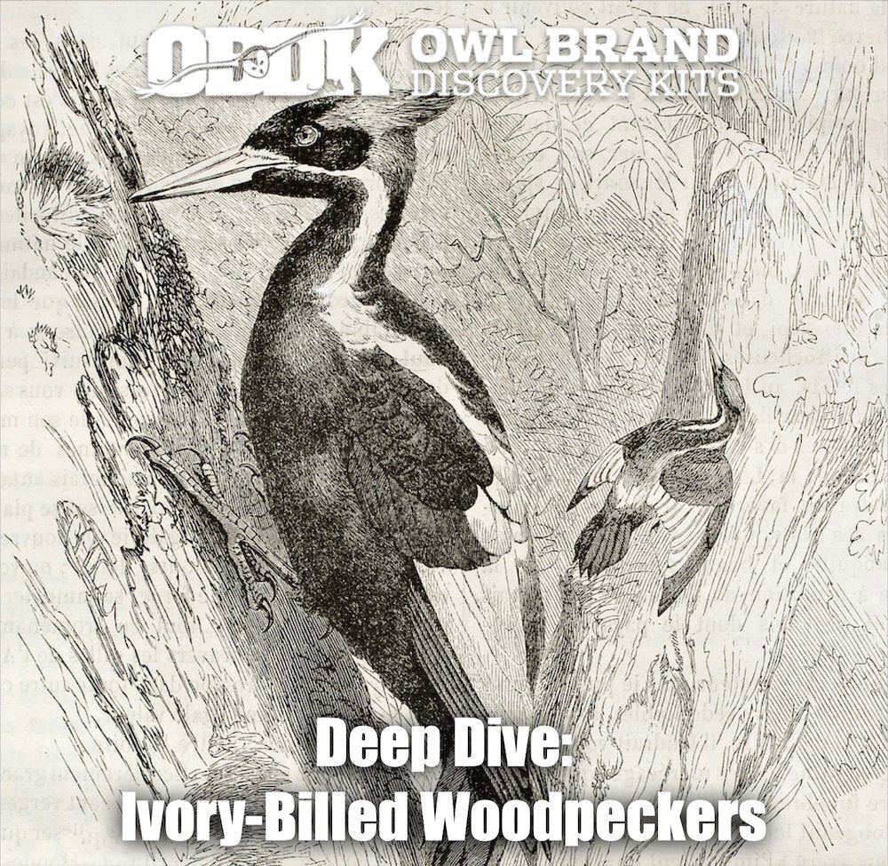 Deep Dive: Ivory-billed Woodpecker