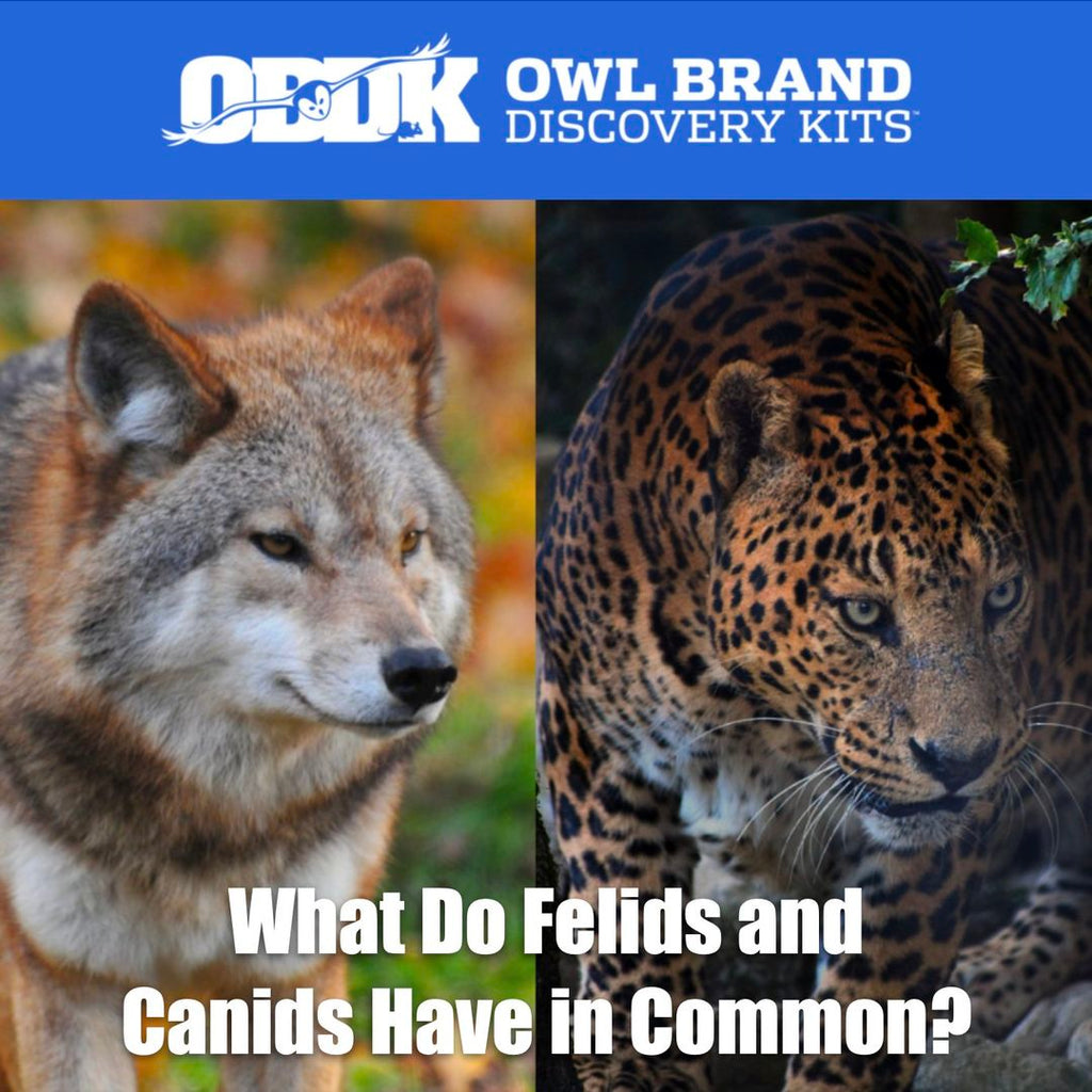 What Do Felids and Canids Have in Common?