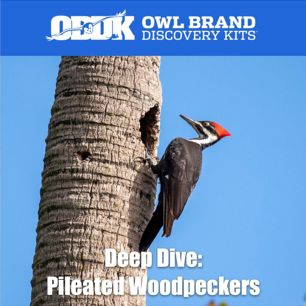 Deep Dive: Pileated Woodpecker
