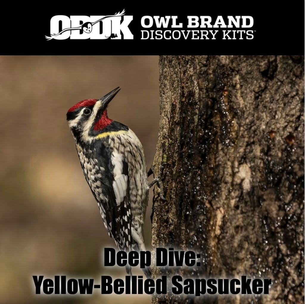 Deep Dive - Yellow-bellied Sapsuckers