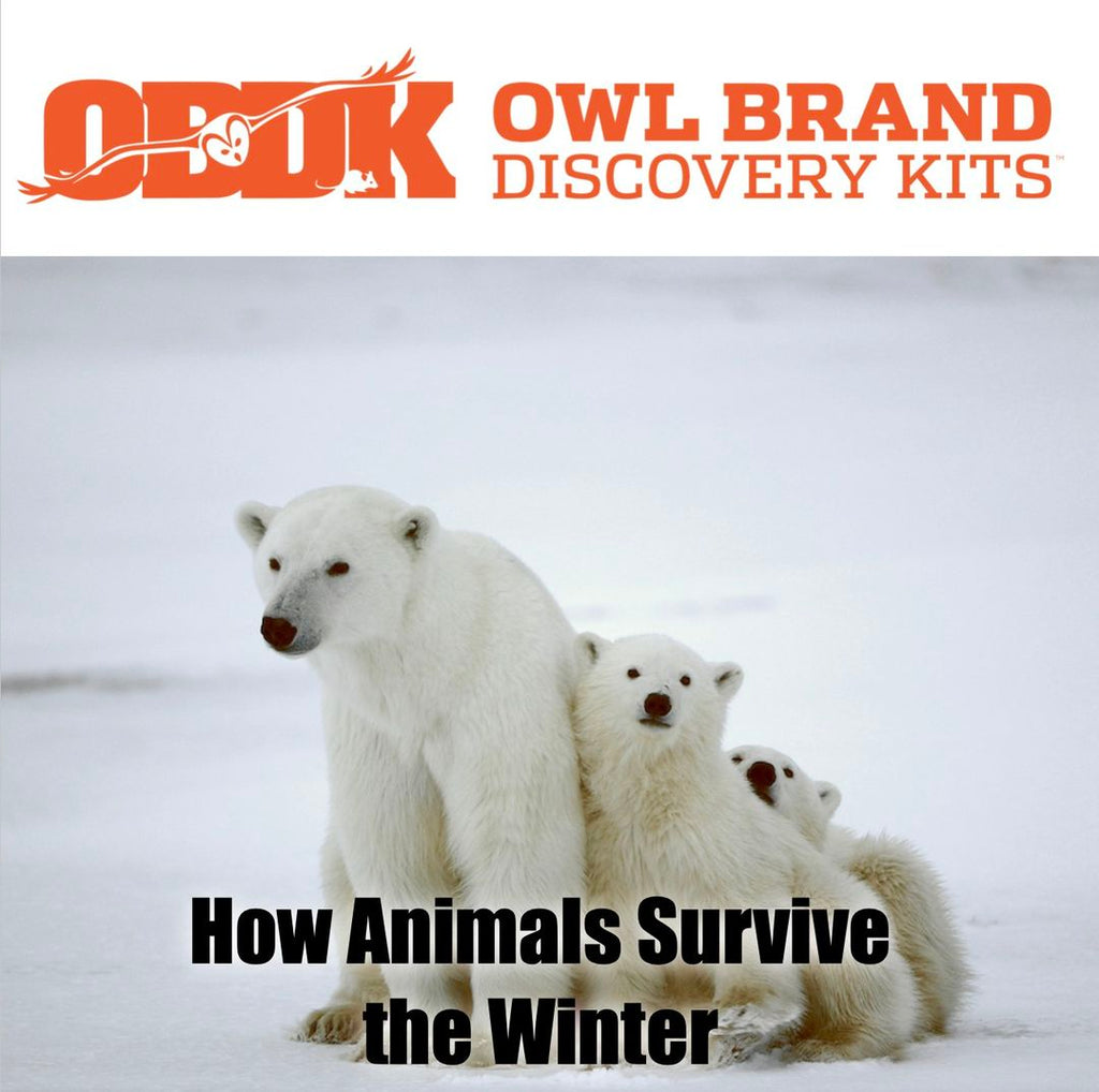 How Animals Survive the Winter