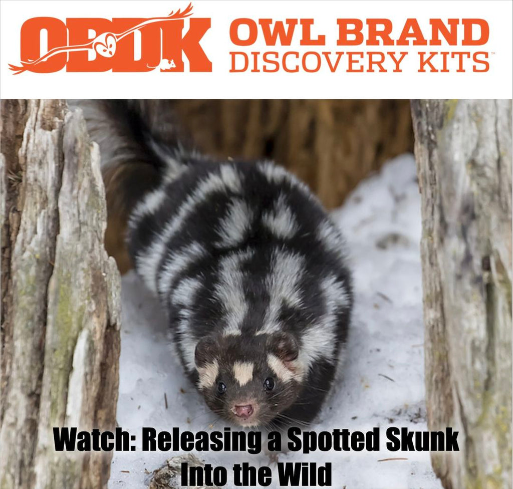 Re-releasing a Spotted Skunk into the Wild