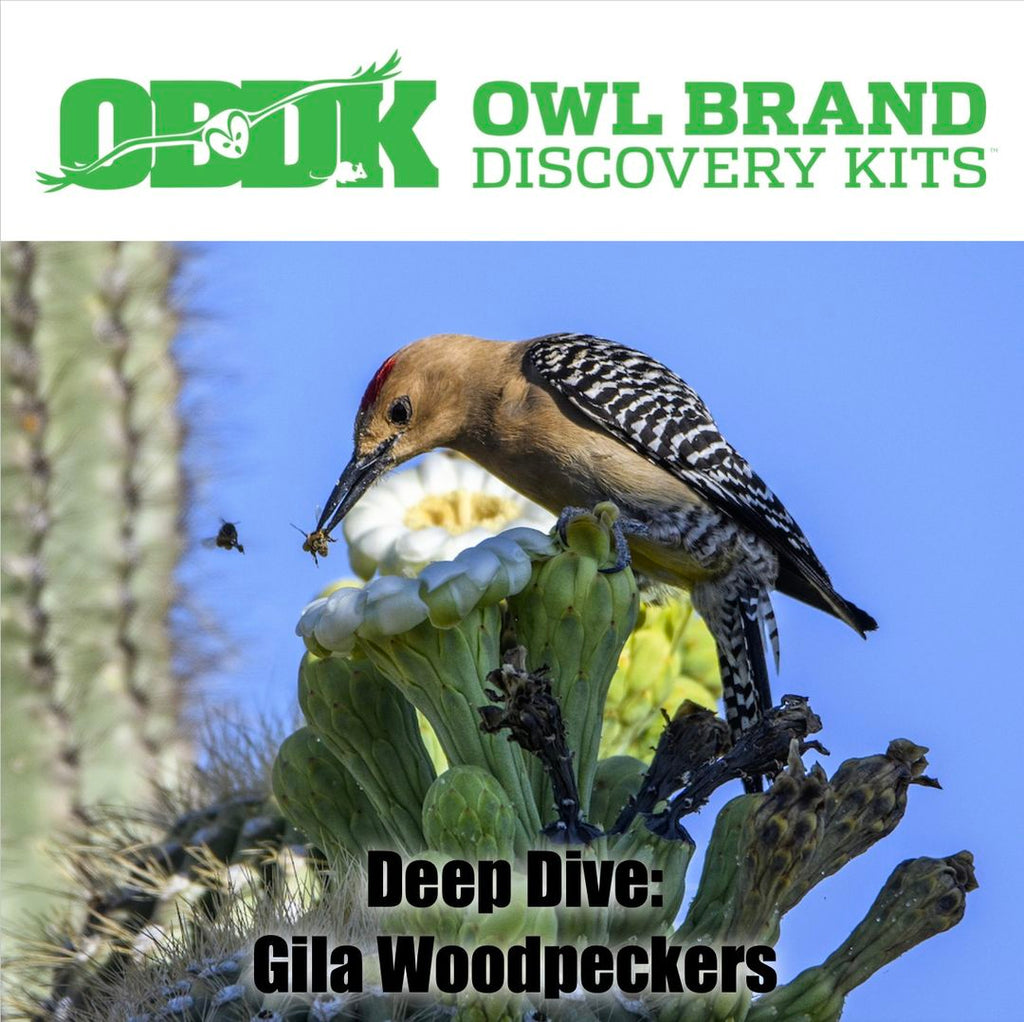 Deep Dive: Gila Woodpeckers