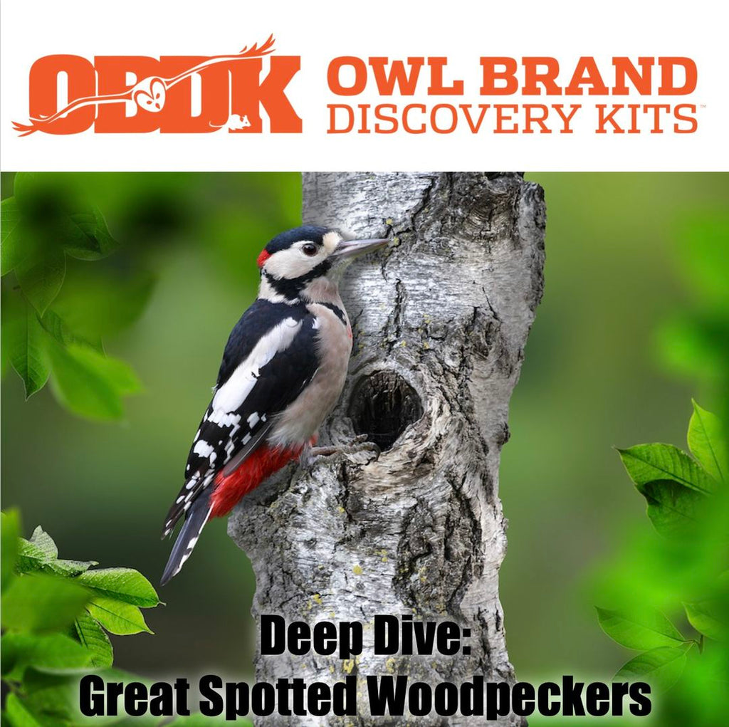 Deep Dive: Great Spotted Woodpecker