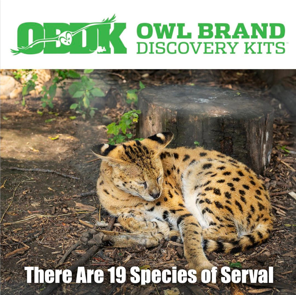 There Are 19 Species of Serval