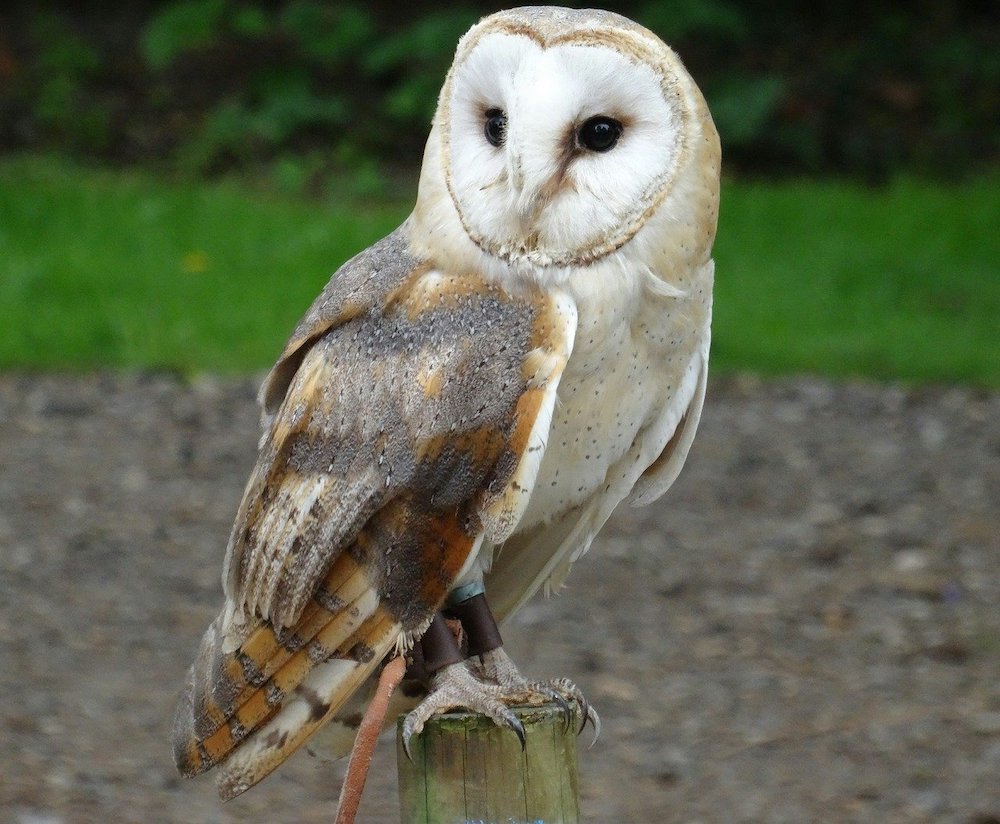 Deep Dive Into Barn Owls With Us!