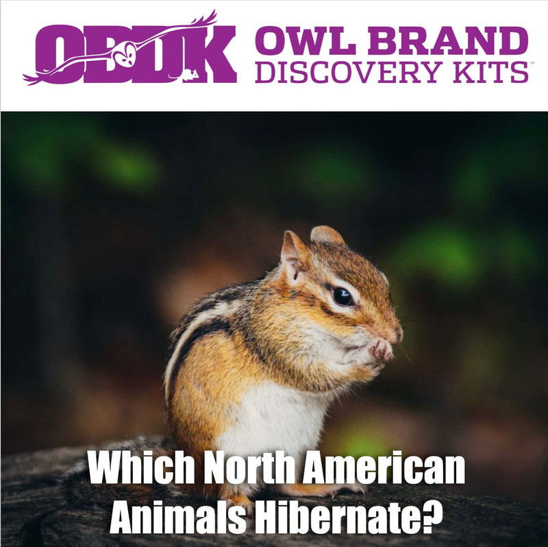 Which North American Animals Hibernate?