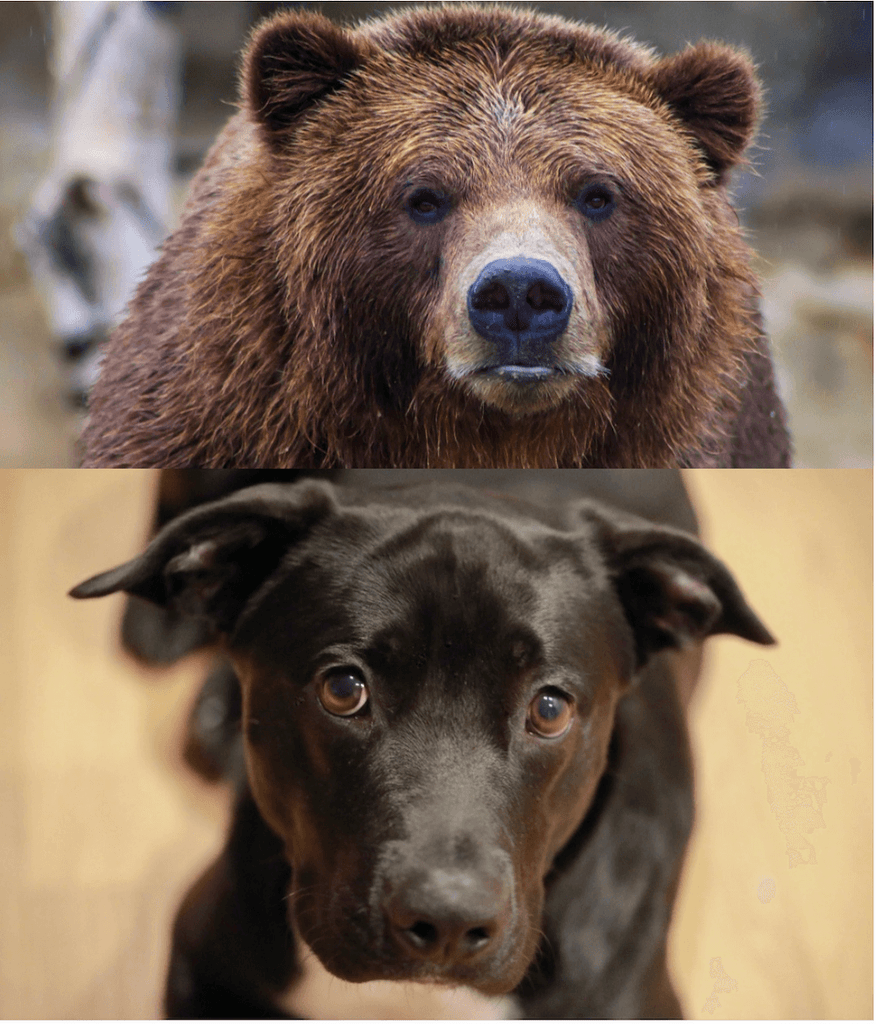 What's a bear's closest relative?