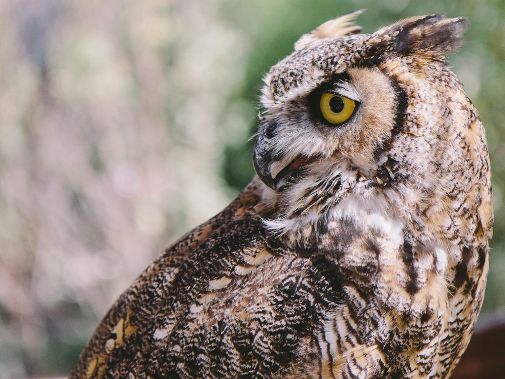What you need to know about Great Horned Owls