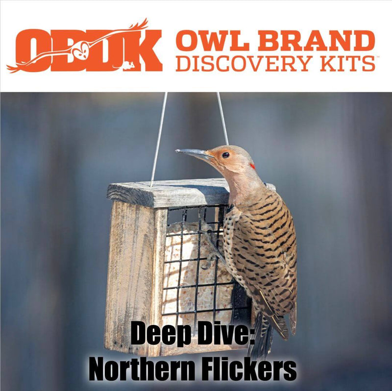 Deep Dive: Northern Flickers