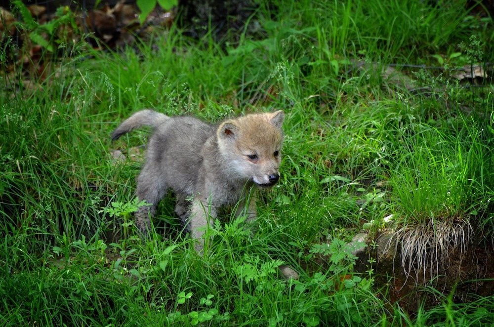 The Life of a Wolf Pup
