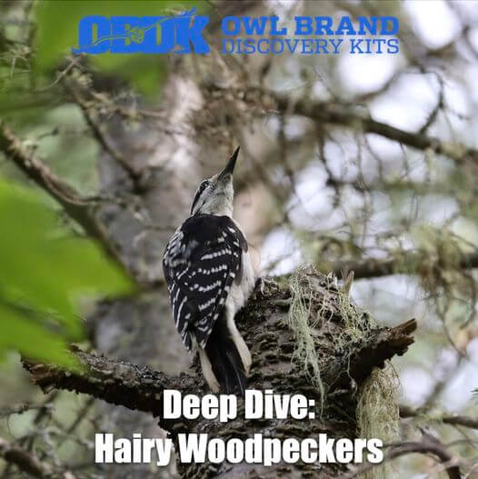 Hairy Woodpeckers