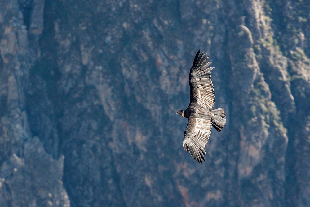 Andean Condors Weigh Up to 33 Pounds!