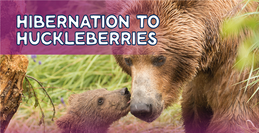 Hibernation to Huckleberries: Bear Cubs