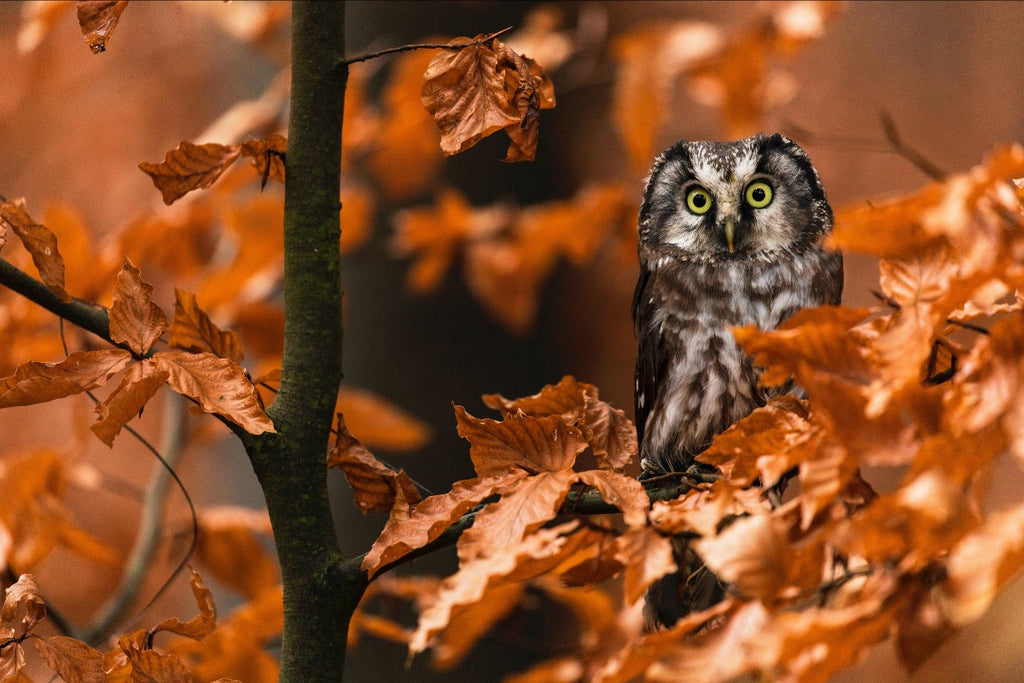 Owl Mythology/Folklore