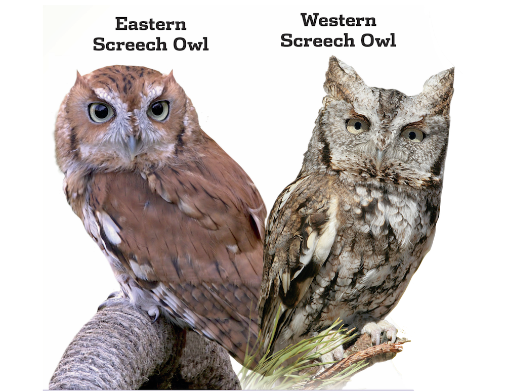 What's the difference between Eastern and Western Screech Owls?