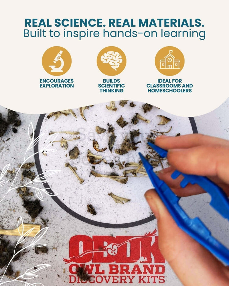 Anatomy of an owl pellet and what it reveals about the barn owl